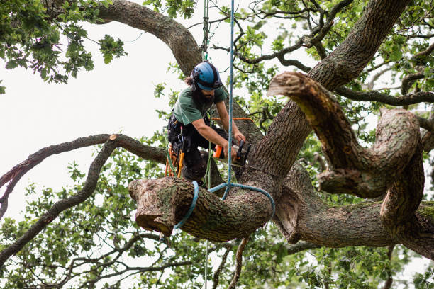 Best Tree Cabling and Bracing  in Telford, PA