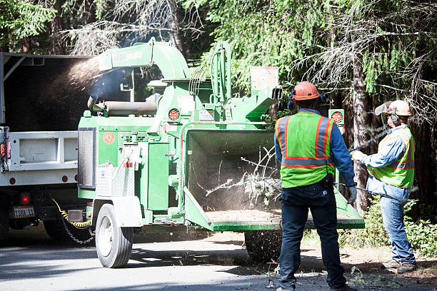 Reliable Telford, PA Tree Care Solutions
