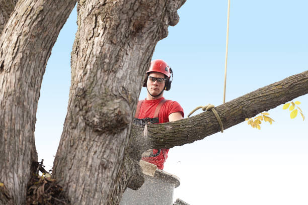 How Our Tree Care Process Works  in  Telford, PA